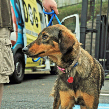 SAVE.DOG relocated pup standing in front of transfer van